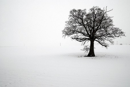 Lonely Tree